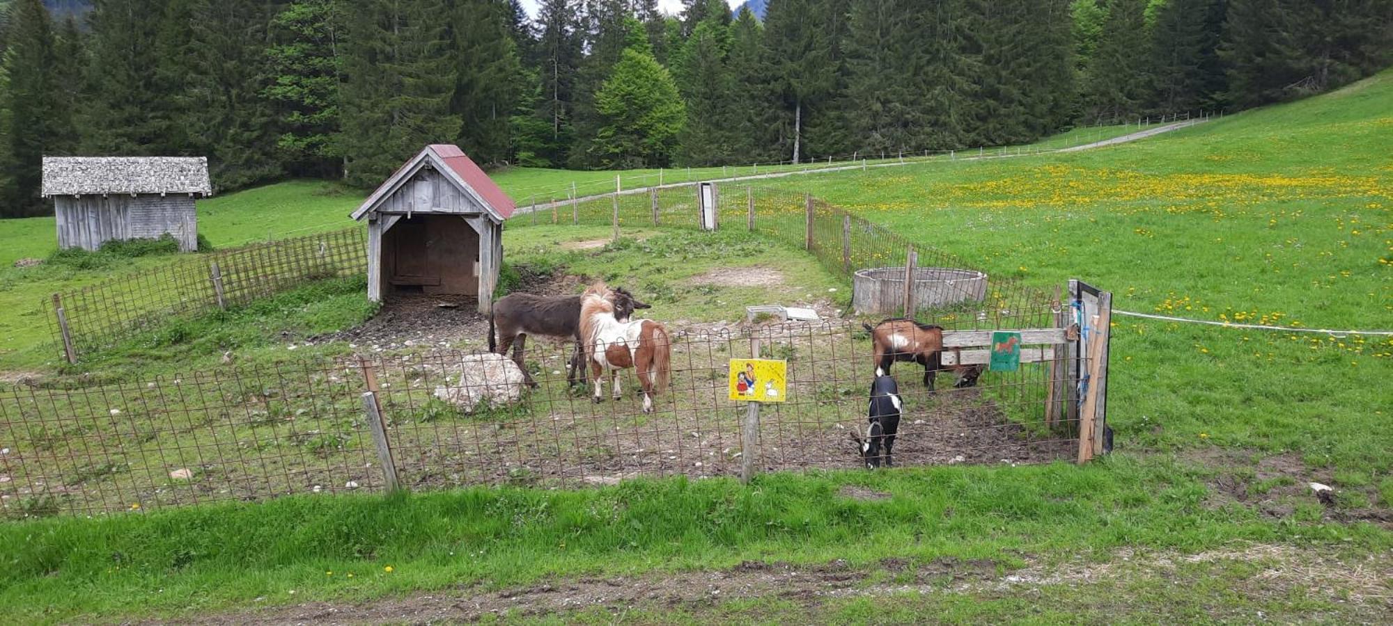 Jausenstation Neuschwand Villa Hittisau Eksteriør bilde